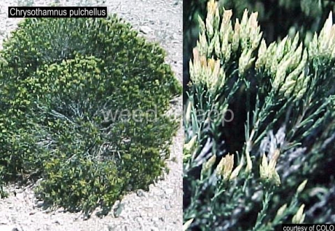 rabbitbrush, southwest
